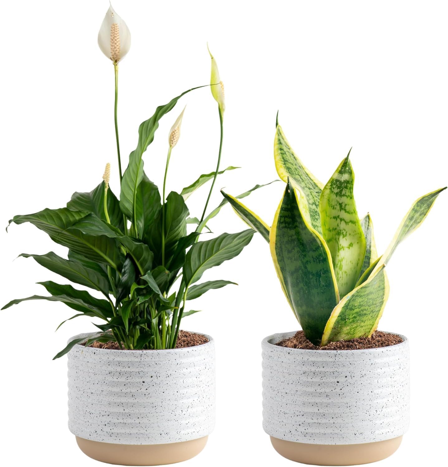 Costa Farms Live Plants (3 Pack), Easy to Grow Real Indoor Houseplants, Air Purifying Plants, Grower's Choice in Home Décor Indoors Plant Pots, New House Gift or Room Décor