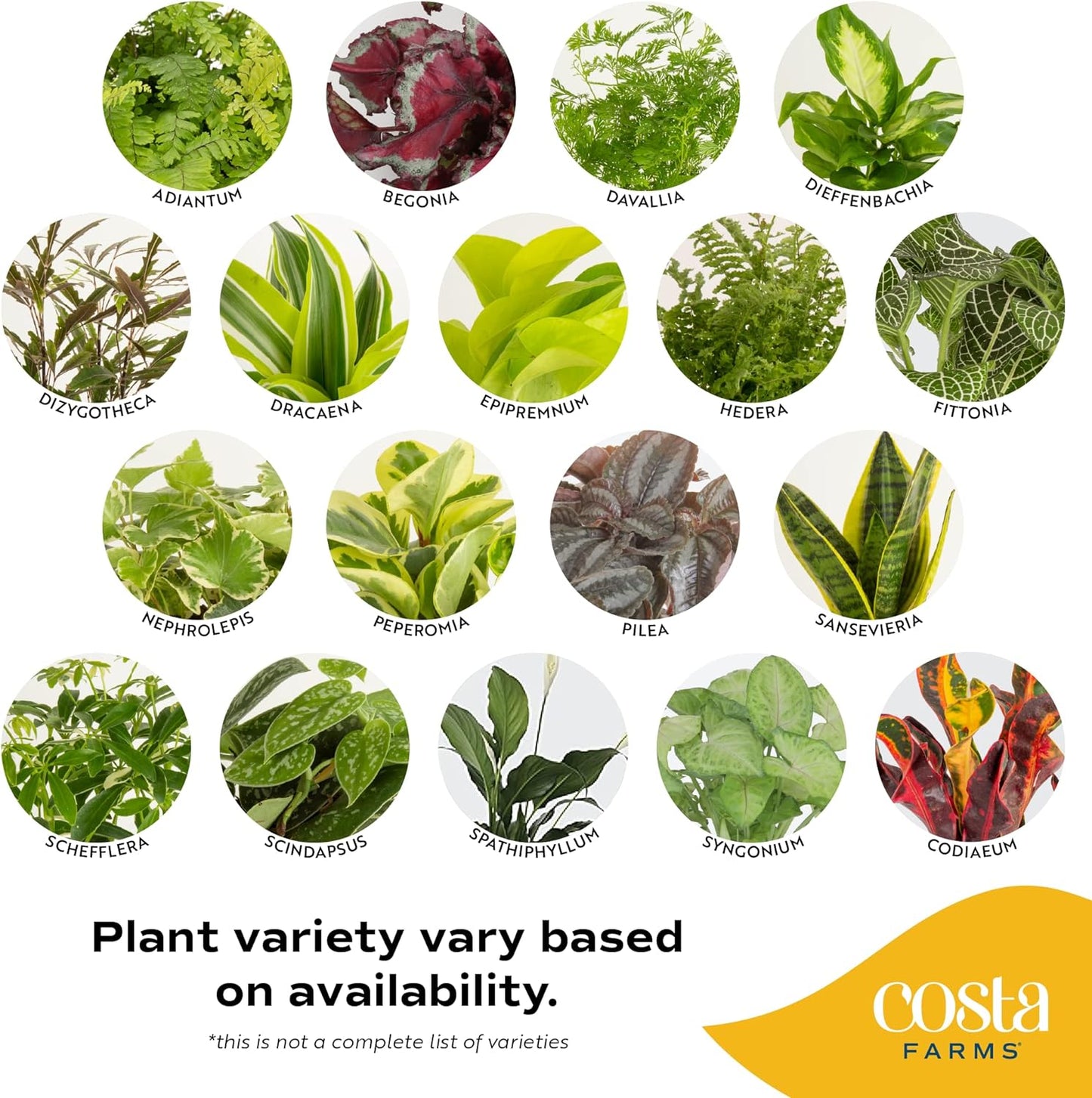 Costa Farms Live Plants (3 Pack), Easy to Grow Real Indoor Houseplants, Air Purifying Plants, Grower's Choice in Home Décor Indoors Plant Pots, New House Gift or Room Décor